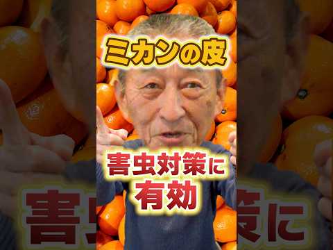 猫から菜園を守るには？庭に害虫を寄せ付けないようにするには、次の 7 つの自然なヒントを試してください。  庭園