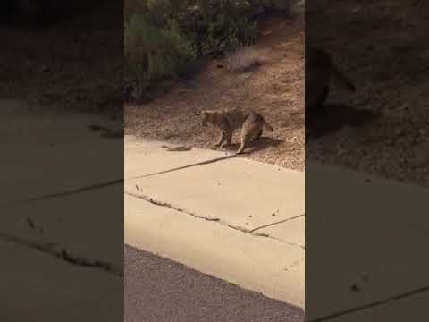 Bobcat vs rattlesnake