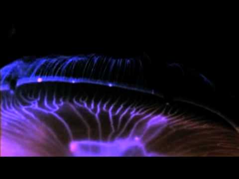 metrONomes - Med.U.$.A. (Original Mix)