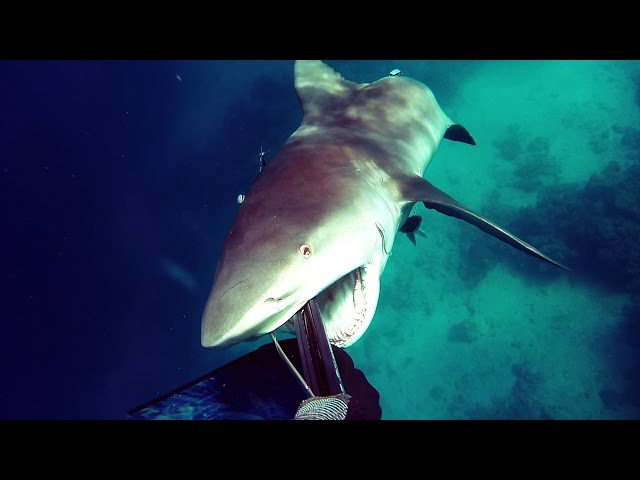 Shark Attack - Bullshark Attacks Spearfisherman