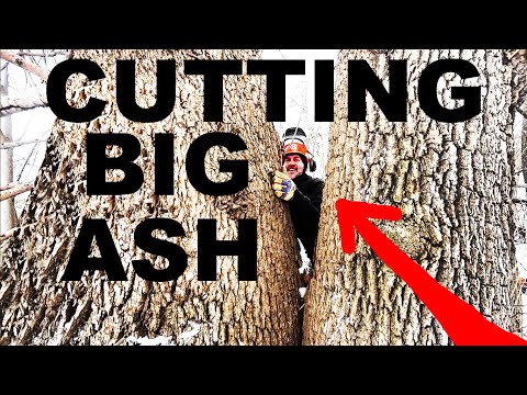 KILLER ASH TREES DARING US TO TAKE THEM DOWN...DO WE LIVE?