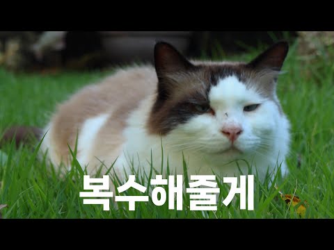 내 고양이의 복수를 해주었다.