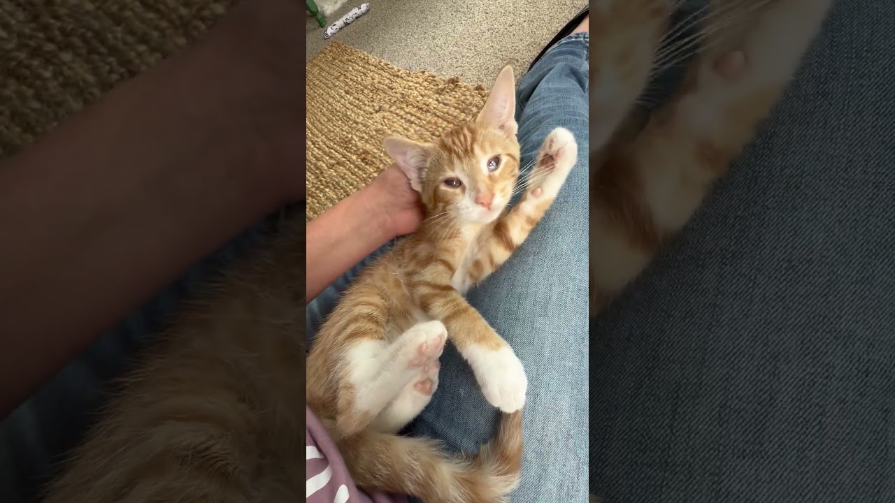 Moe - silly playful loving little sweetheart, a ADOPTABLE Tabby in Neenah, WI video 6/6