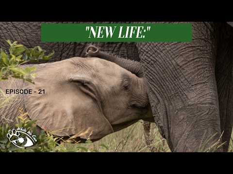 Christmas in Kruger Episode 2 – Close Encounters & Wild Stillness