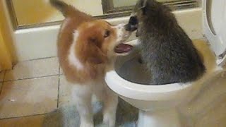 18 Cute Animals You Won't Believe Exist