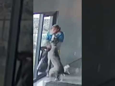 Great Dane Protects Alarmed Owner from Home Intruder | An Animal Saved My Life | A&E #shorts