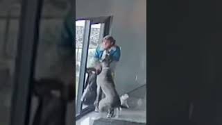 Great Dane Protects Alarmed Owner from Home Intruder | An Animal Saved My Life | A&amp;E #shorts