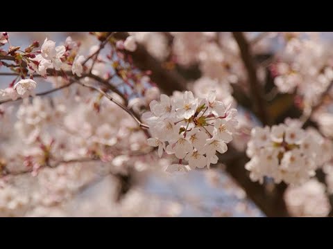 東工大をご卒業される皆様、ご家族の皆様への学長メッセージ（2021年3月）