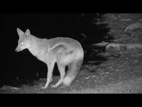 Djuma: Side-striped Jackal - 22:36 - 08/20/19