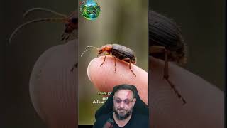 Besouro-bombardeiro #biologohenrique #animais #bichoesperto #biologo