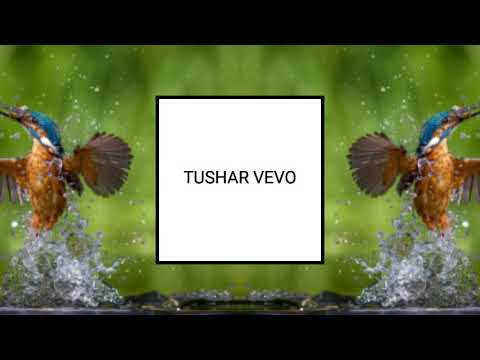 AVI S x MIROO - LION KING.