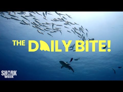 Alien Sharks Are Coming! | Countdown to Shark Week: The Daily Bite