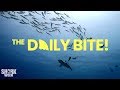 Alien Sharks Are Coming Countdown To Shark Week The Daily Bite
