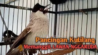 Download lagu Suara Burung Kutilang Gacor Menekan Lawan NGGARUDA, Pancingan pikat Kutilang ribut & Kutilang DIAM mp3