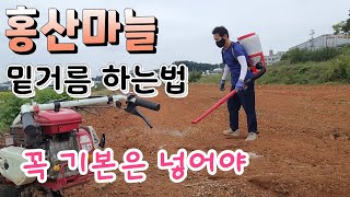마늘에 꼭 필요한 밑거름 어떤게 있을까? 홍산마늘 재배법