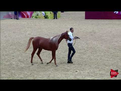 N.122 FEDWAH AL NASSER - 21st Qatar National 2018 - Yearling Fillies (Class 3D)