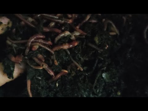 Kości, mięso w kompostowniku czy to zabije dżdżownice?