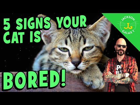 Your Cat is Bored and You Can Fix It!