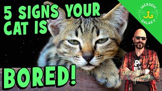 Signs Your Cat is Bored and You Can Fix It!