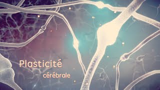 La plasticité cérébrale chez l'enfant