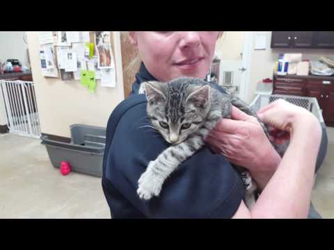 Tiger, an adopted Tabby & Domestic Short Hair Mix in Lytle, TX_image-1