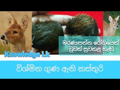 විශ්මිත ගුණ ඇති කස්තුරි | Musk (Kasthuri)