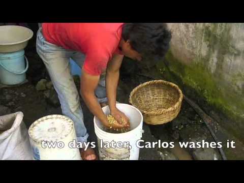 Zulma picking coffee