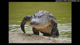 The National - City Middle (cover)