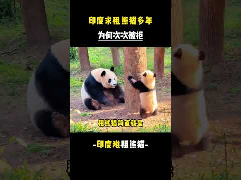 印度求租熊貓多年，為何次次被拒拒。#印度 #阿三 #熊貓