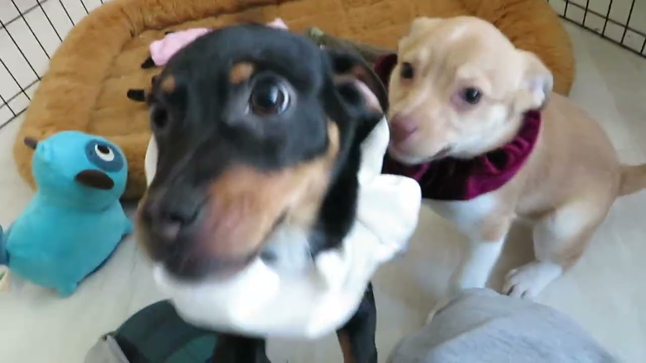 Enlarge Winter, a Adoptable mixed breed in Crown Point, IN video 1/6