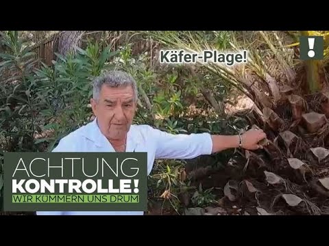 Die KÄFER machen sich breit! 🐞 Palmenrüssler ZERSTÖREN Pflanzen!|2/2| Kabel Eins | Achtung Kontrolle