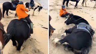 Horse tosses human off him so he can roll in the sand #Shorts