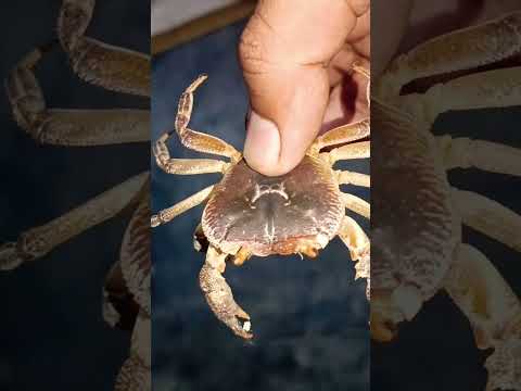 kekda || cancer #insects #cancer #sting #scorpion #drive #running #run #creepy #sheep #elephant