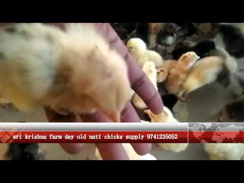 Day old white female guinea fowl