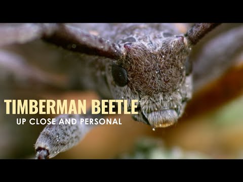 A Bugs World in High Definition || Timberman Beetle