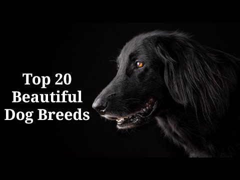 Top 20 Dog Beautiful Breeds in World...