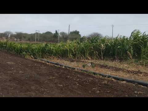 Madhav flowers delivered