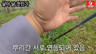 [사과재배] 한 나무 때문에 두 나무 죽고 있다/죽어가는 원인은 무엇인가/대책은