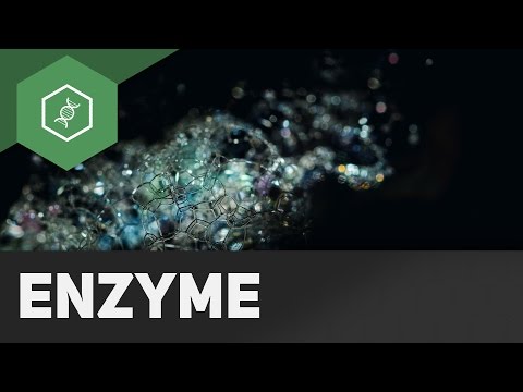 Enzymes in everyday life