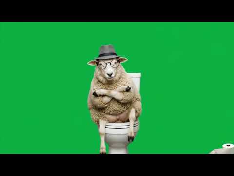 The sheep on a toilet is happy 4k green screen