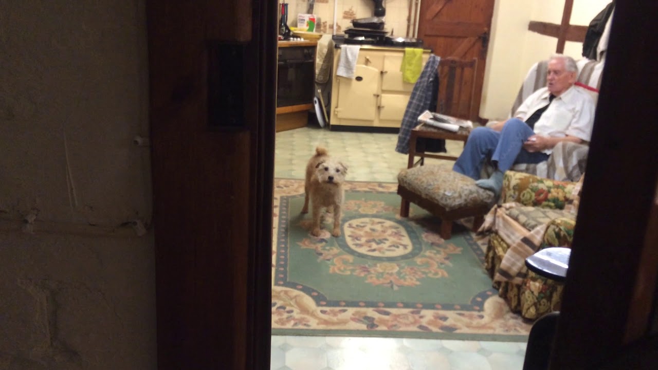 Great Uncle Tommy Howling with Red the Jack Russell x Lakeland Terrier at Herewood in Hereford