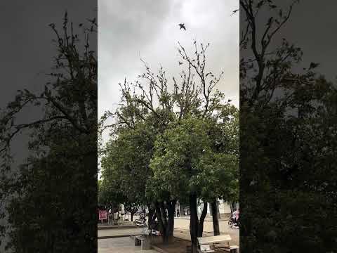 Así suena la naturaleza dentro de nuestra hermosa tierra - San Martín - Cesar 🦜 #sanmartincesar