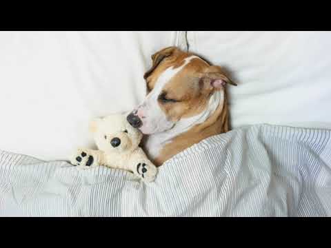 🥱🥱🥱 LAGU TIDUR UNTUK ANJING | DALAM 10 MENIT Anjing anda PASTI tertidur !!!
