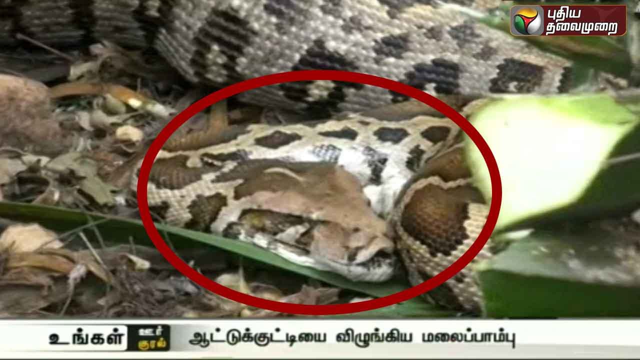 Python swallows small goat, unable to move- Exclusive