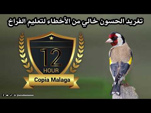 12 ساعة من تغريد الحسون خالي من الأخطاء لتعليم الفراخ copia malaga