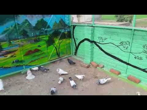 Asaad ullha Khariyaa  Naseera ki High flyer kabootaroo Ka view