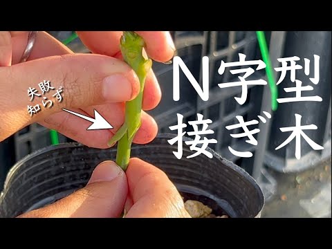 なぜ8月に果樹を接ぎ木するのでしょうか？どうすればうまくいきますか？  庭園