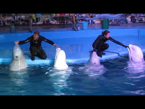 Лазаревское | Семья белых китов в дельфинарии "Морская Звезда"