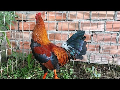 Đám điều nhà (1kg280g) _ Dô la 0932.403.849 動物保護