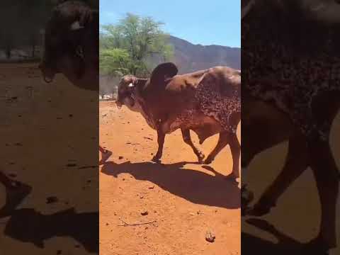 Touro Gir Leiteiro com Regidtro: 17.000 reais em Pau Dos Ferros/ RN. Whatsapp 84 99810 2784* #gado